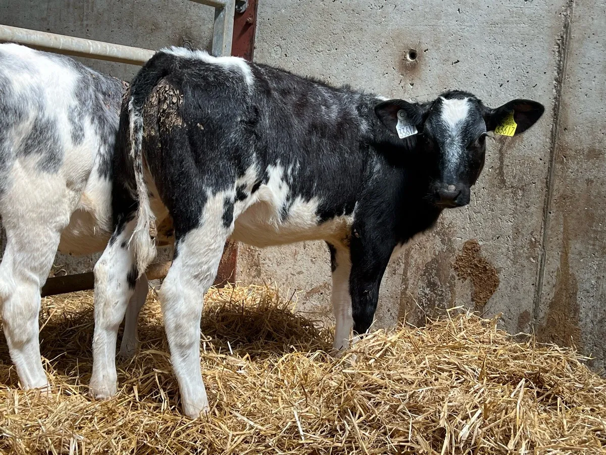 Belgian Blue Heifer Runners - Image 3