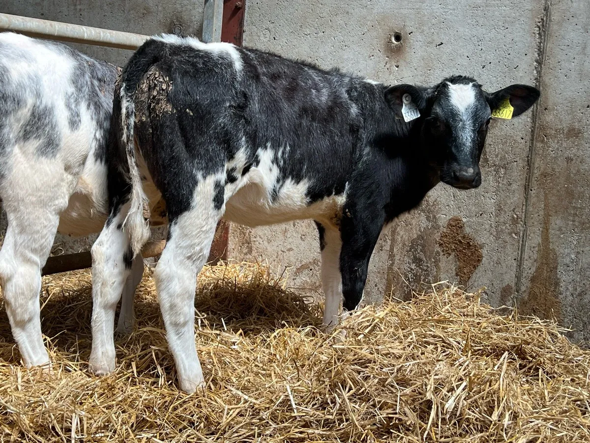 Belgian Blue Heifer Runners - Image 4