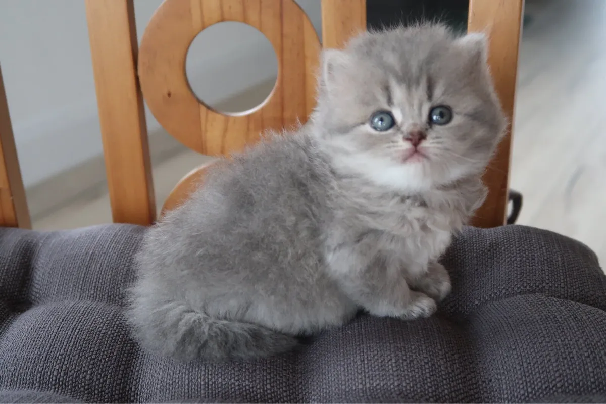 ✨British Shorthair Kittens GCCFI registered ✨ - Image 3