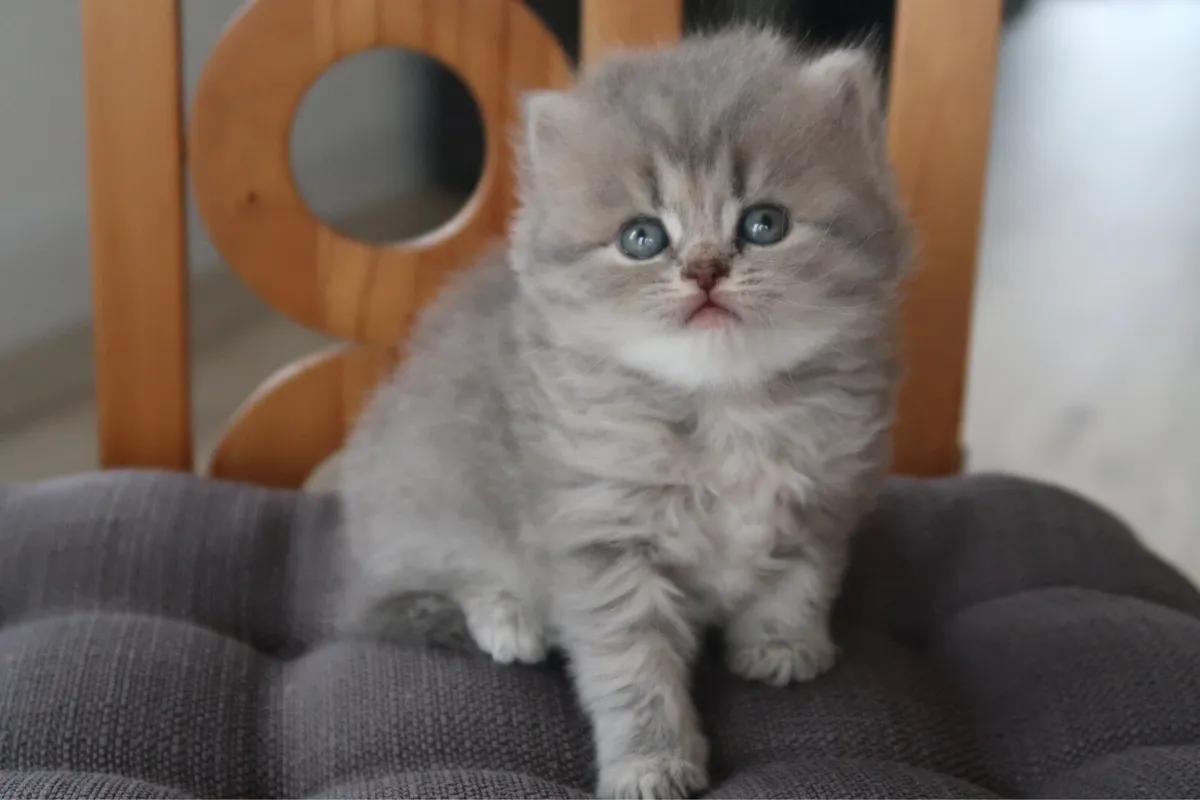 ✨British Shorthair Kittens GCCFI registered ✨ - Image 1