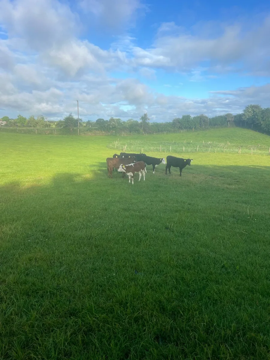 Mad for grass - Image 1