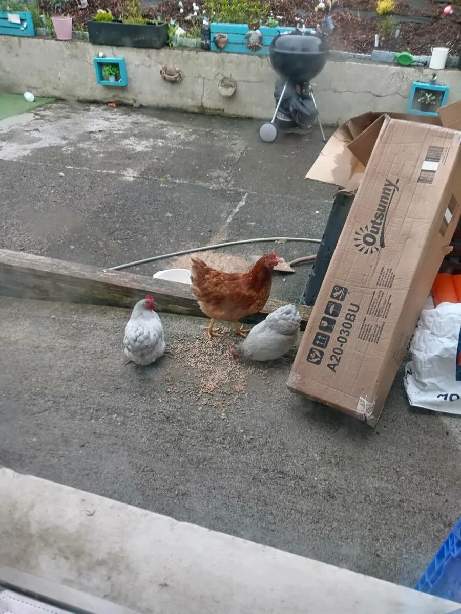 Chickens - Image 1