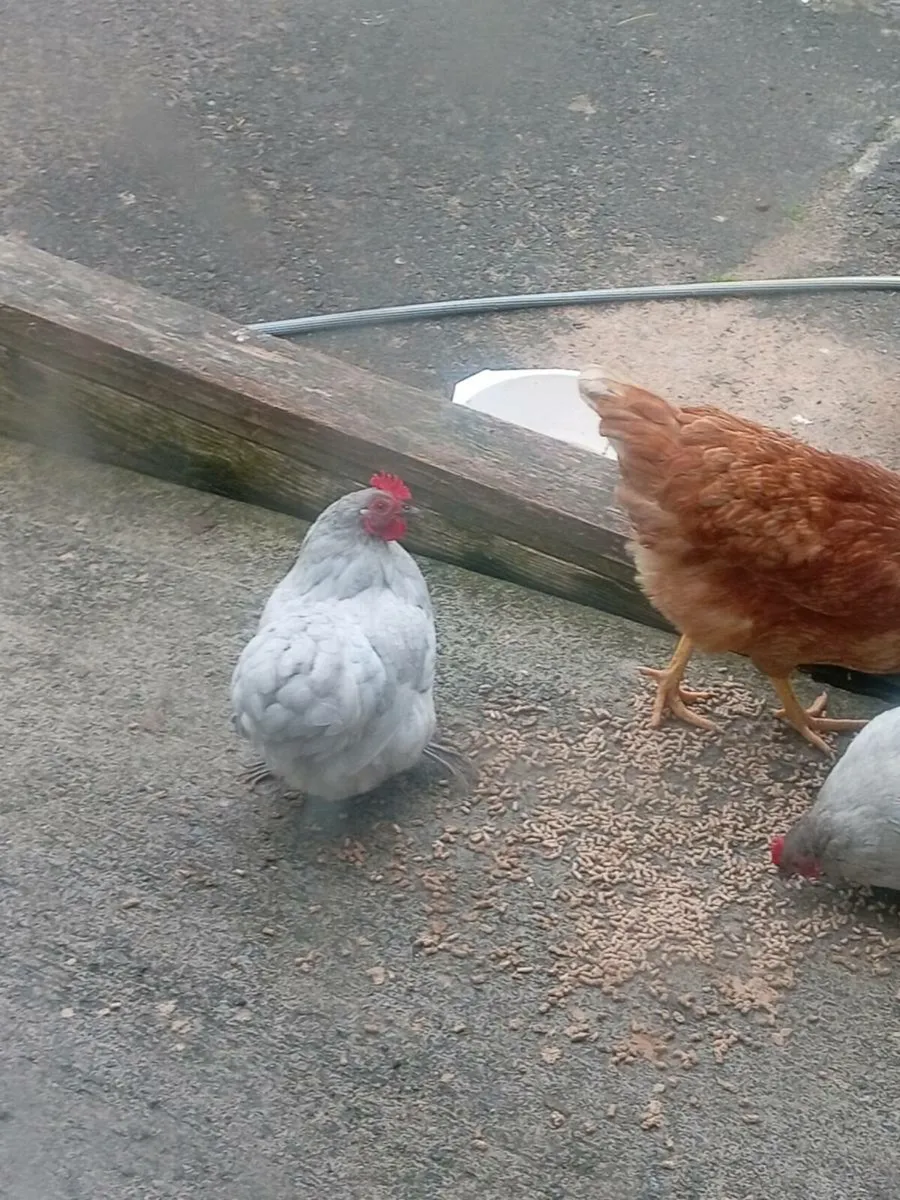 Chickens - Image 2