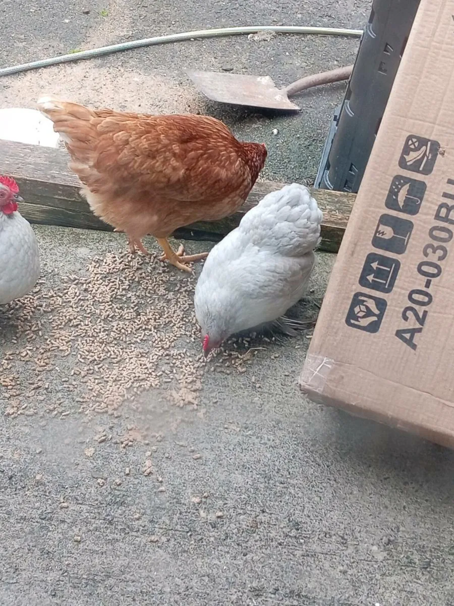 Chickens - Image 3