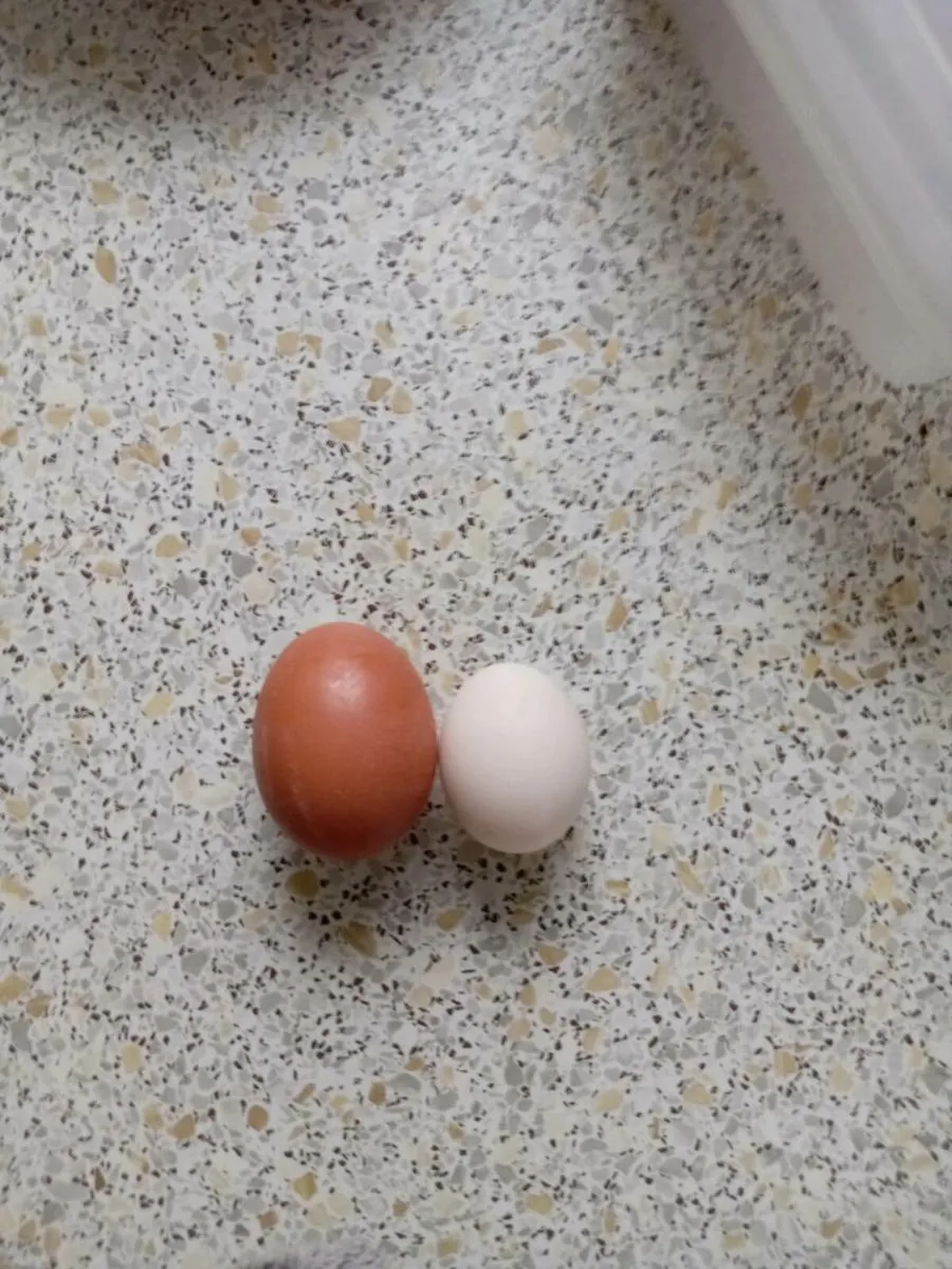 Chickens - Image 4
