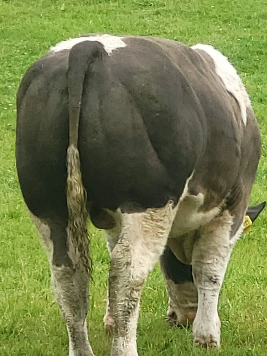 Special weanling sale Skibbereen mart 30th of may - Image 1