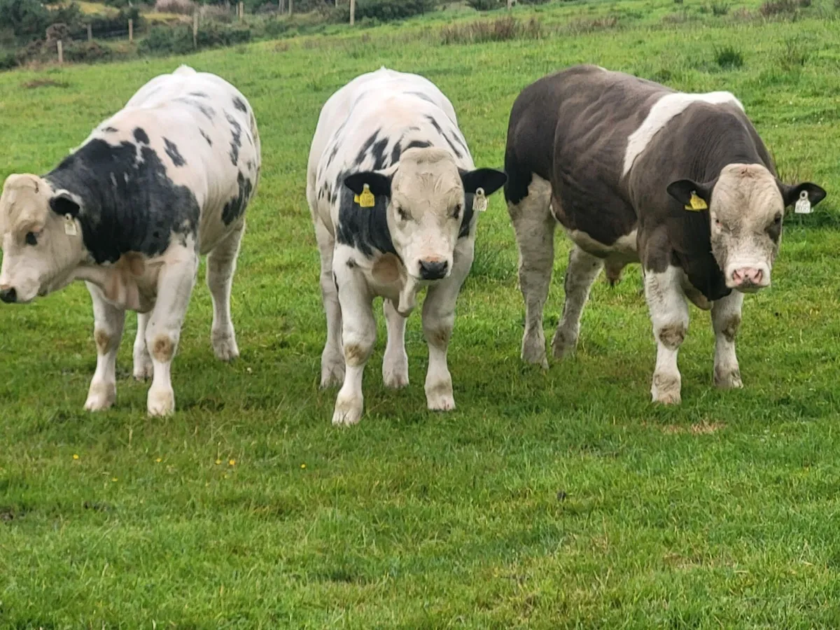Special weanling sale Skibbereen mart 30th of may - Image 2