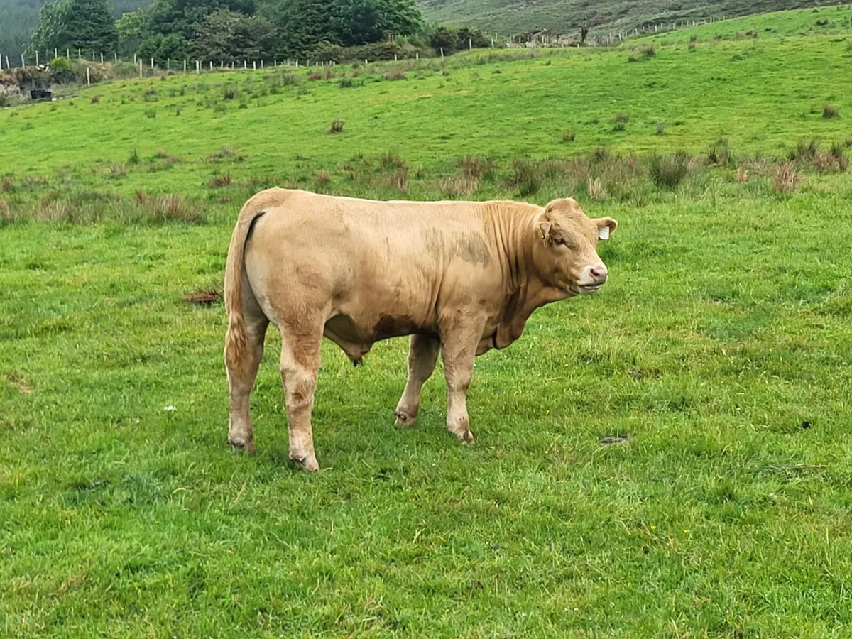 Special weanling sale Skibbereen mart 30th of may - Image 4