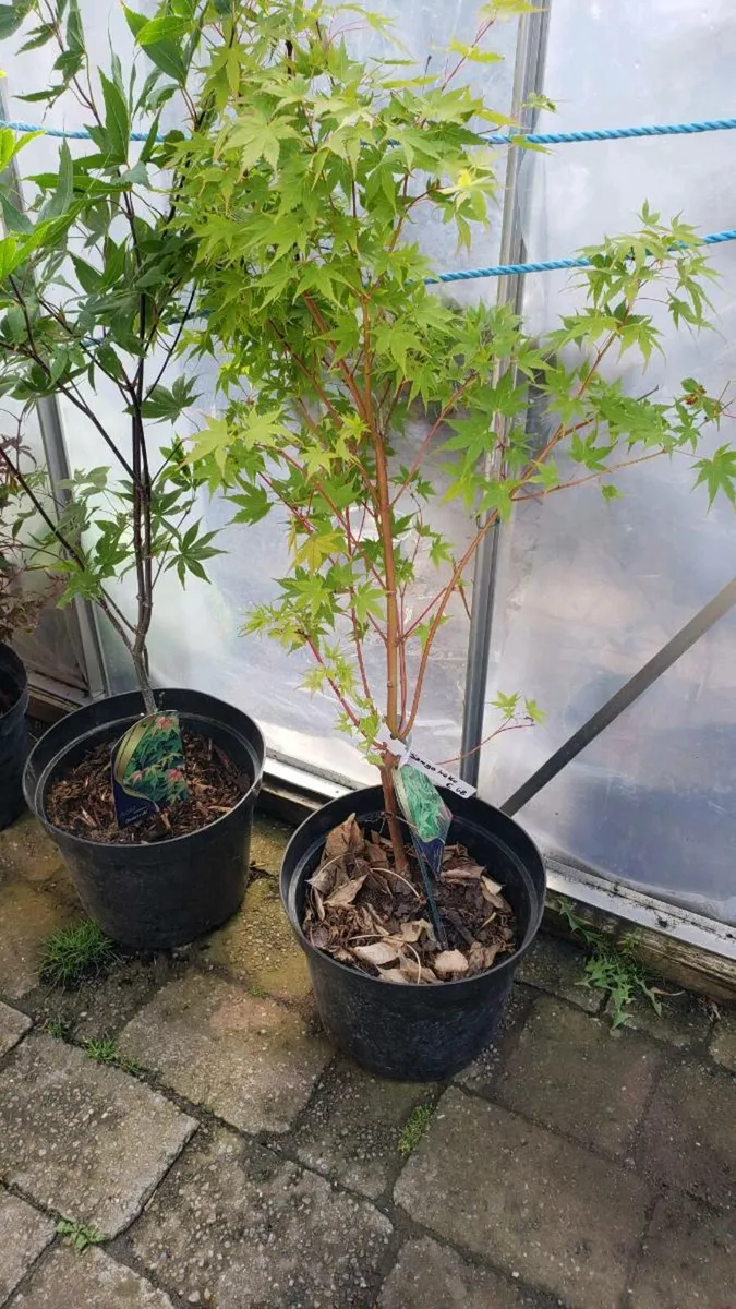 Japanese maple. Delivery Available - Image 3