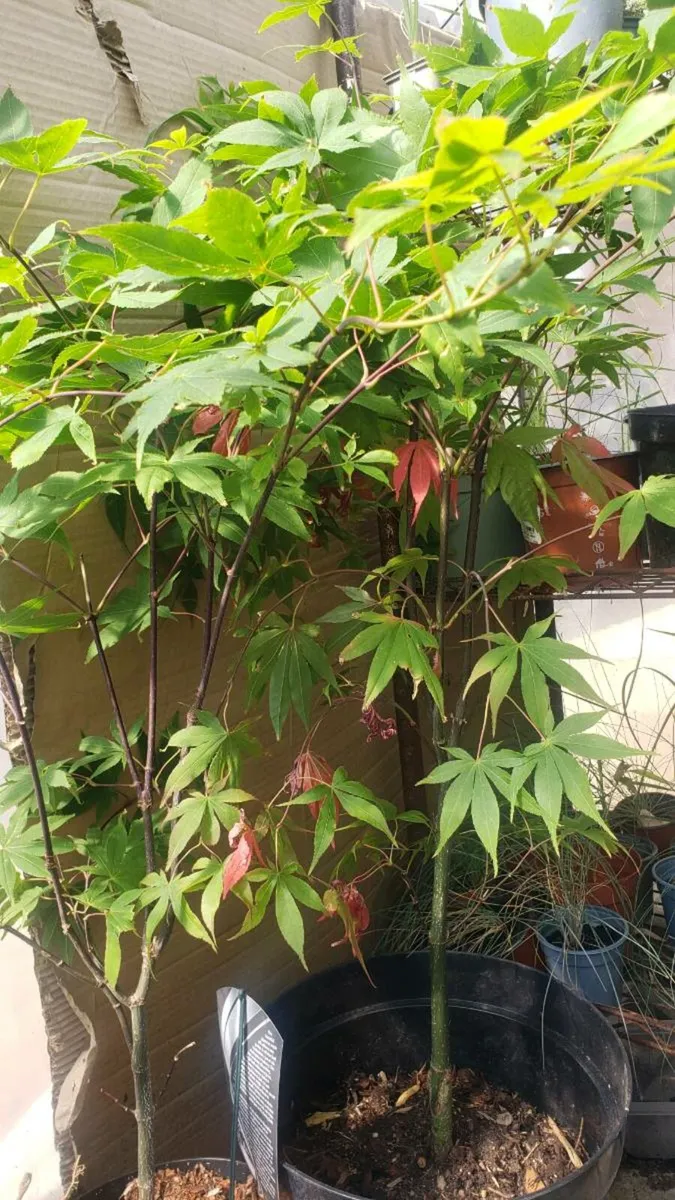 Japanese maple. Delivery Available - Image 4