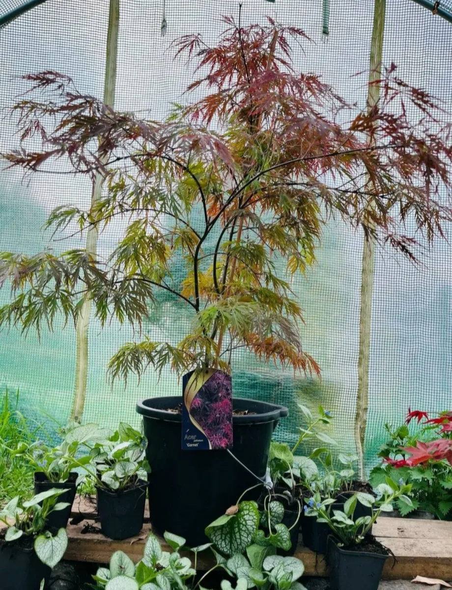 Japanese maple. Delivery Available - Image 1