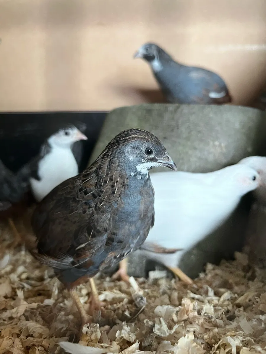 Button Quail / Chinese Painted Quail Males - Image 1