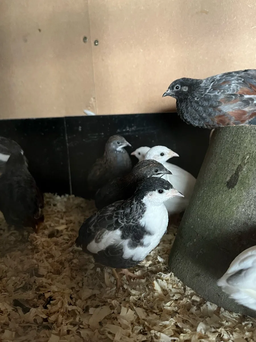 Button Quail / Chinese Painted Quail Males - Image 3