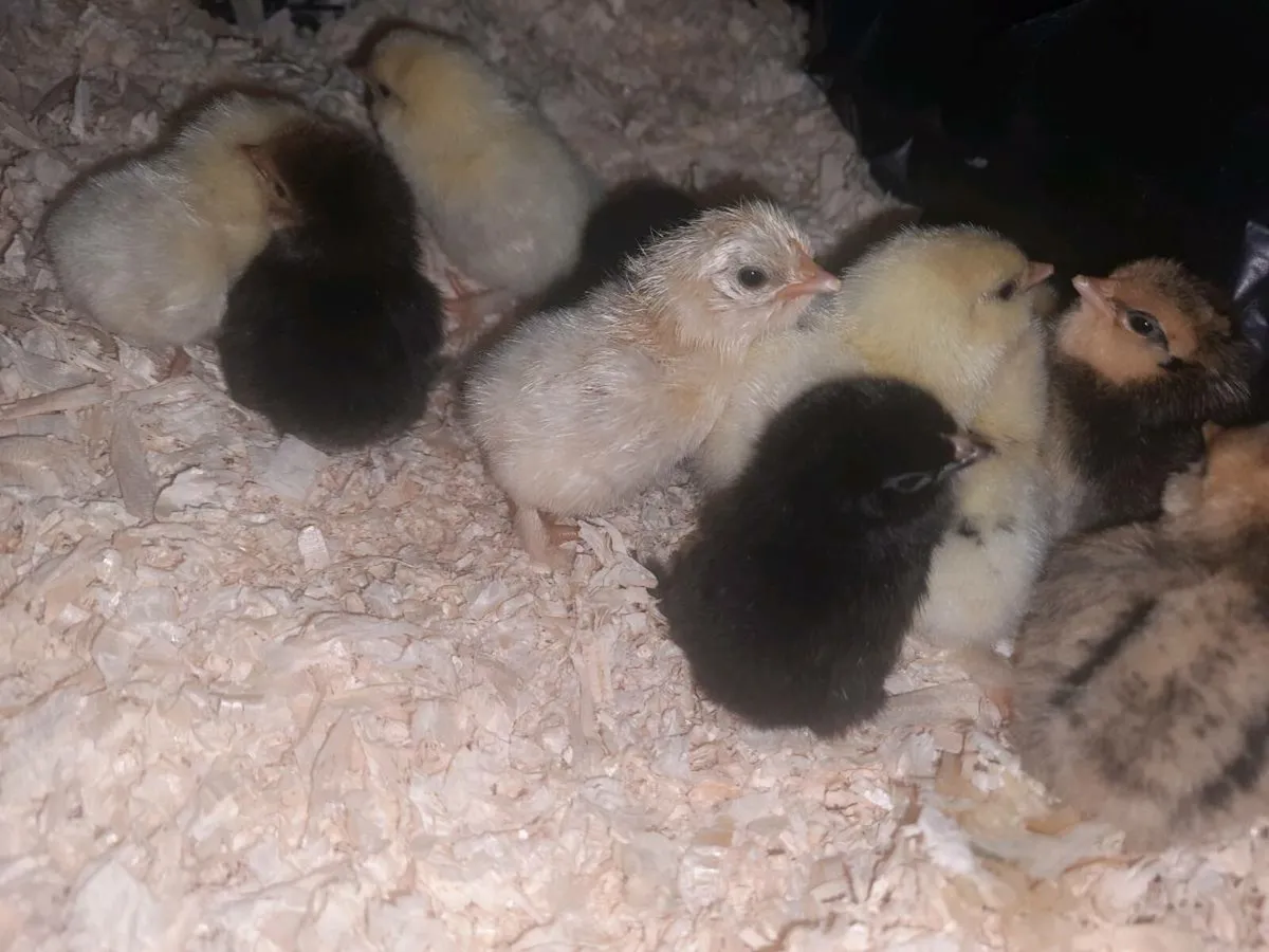 Week old bantys - Image 1