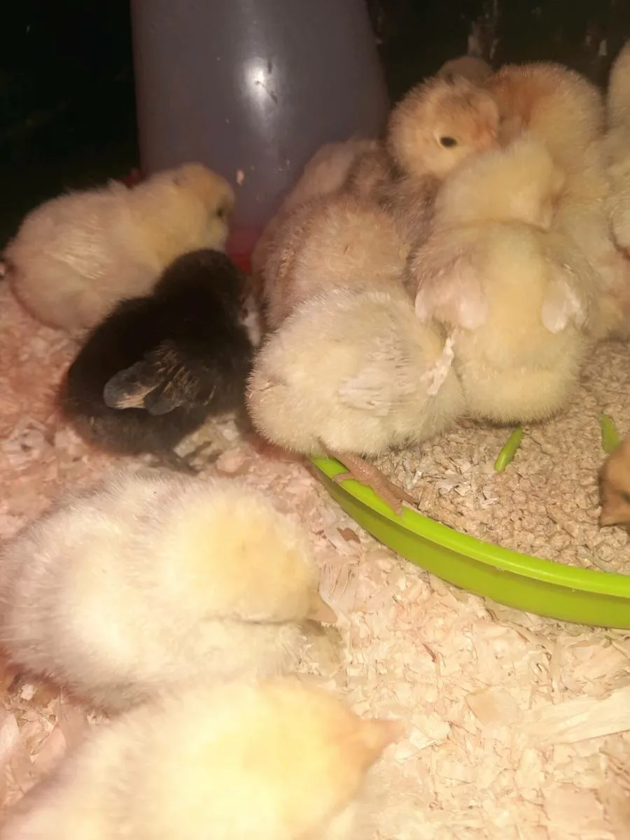 Week old bantys - Image 2