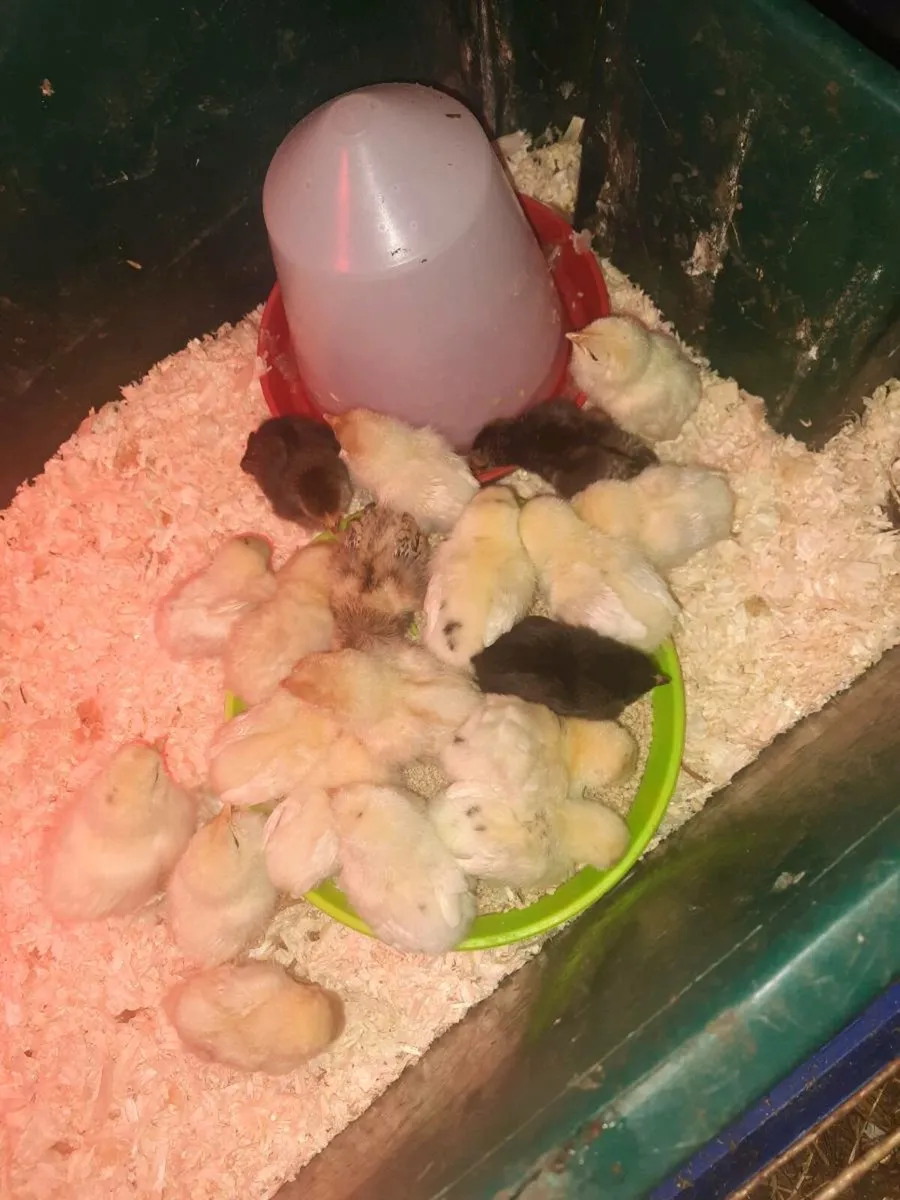 Week old bantys - Image 3