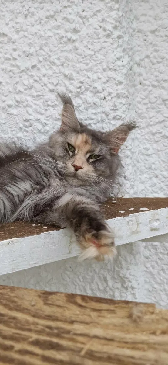 Maine Coon female - Image 2