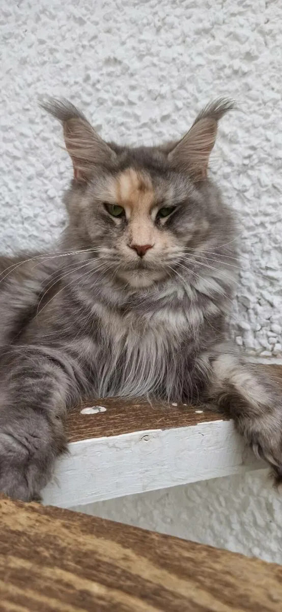 Maine Coon female - Image 3