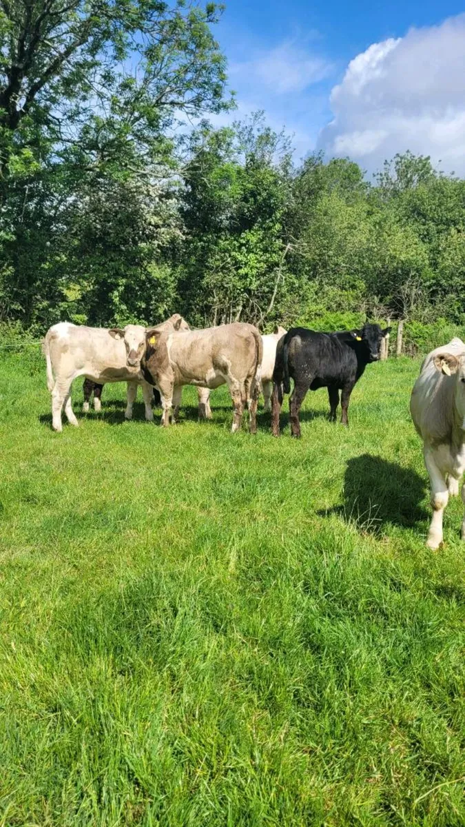 Suckler bred heifers - Image 1