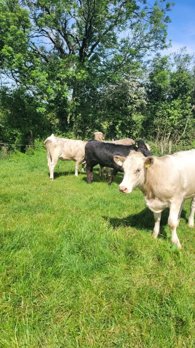 Suckler bred heifers - Image 2