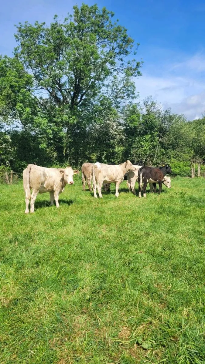 Suckler bred heifers - Image 3