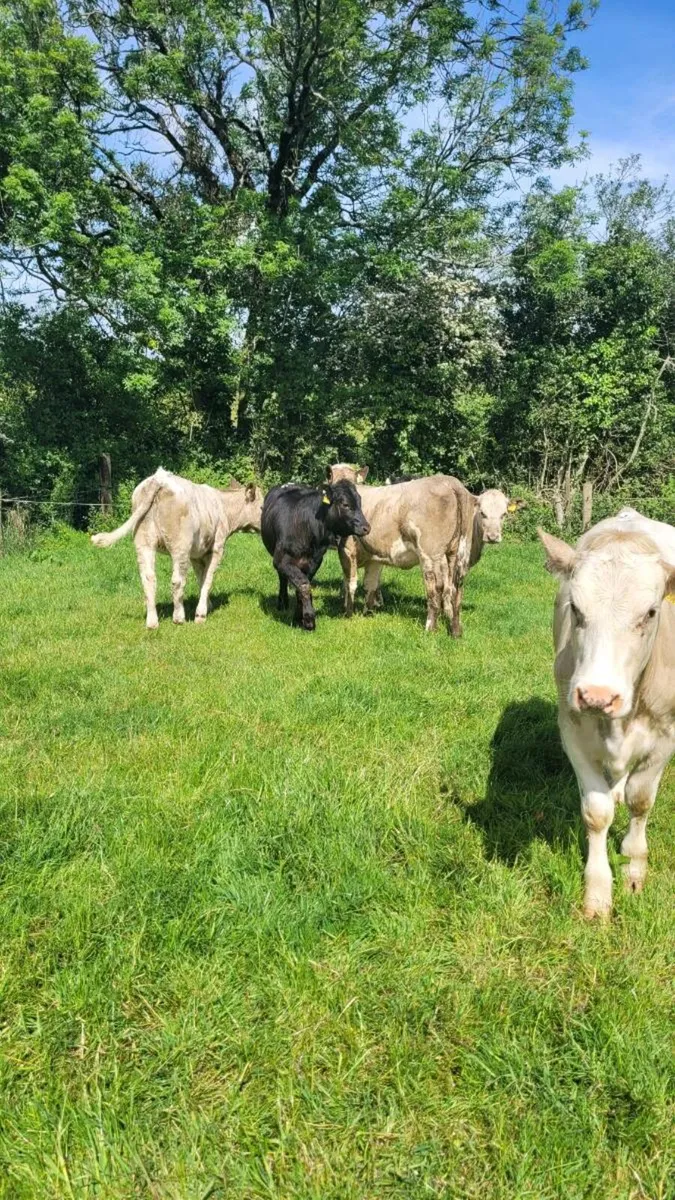 Suckler bred heifers - Image 4