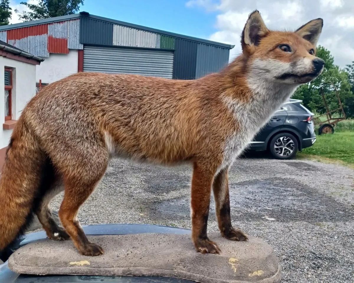 Taxidermy fox and pheasant - Image 1