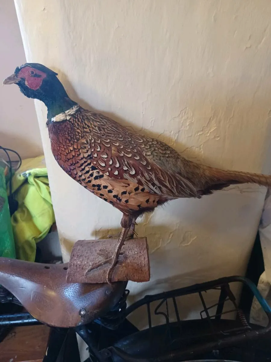 Taxidermy fox and pheasant - Image 2