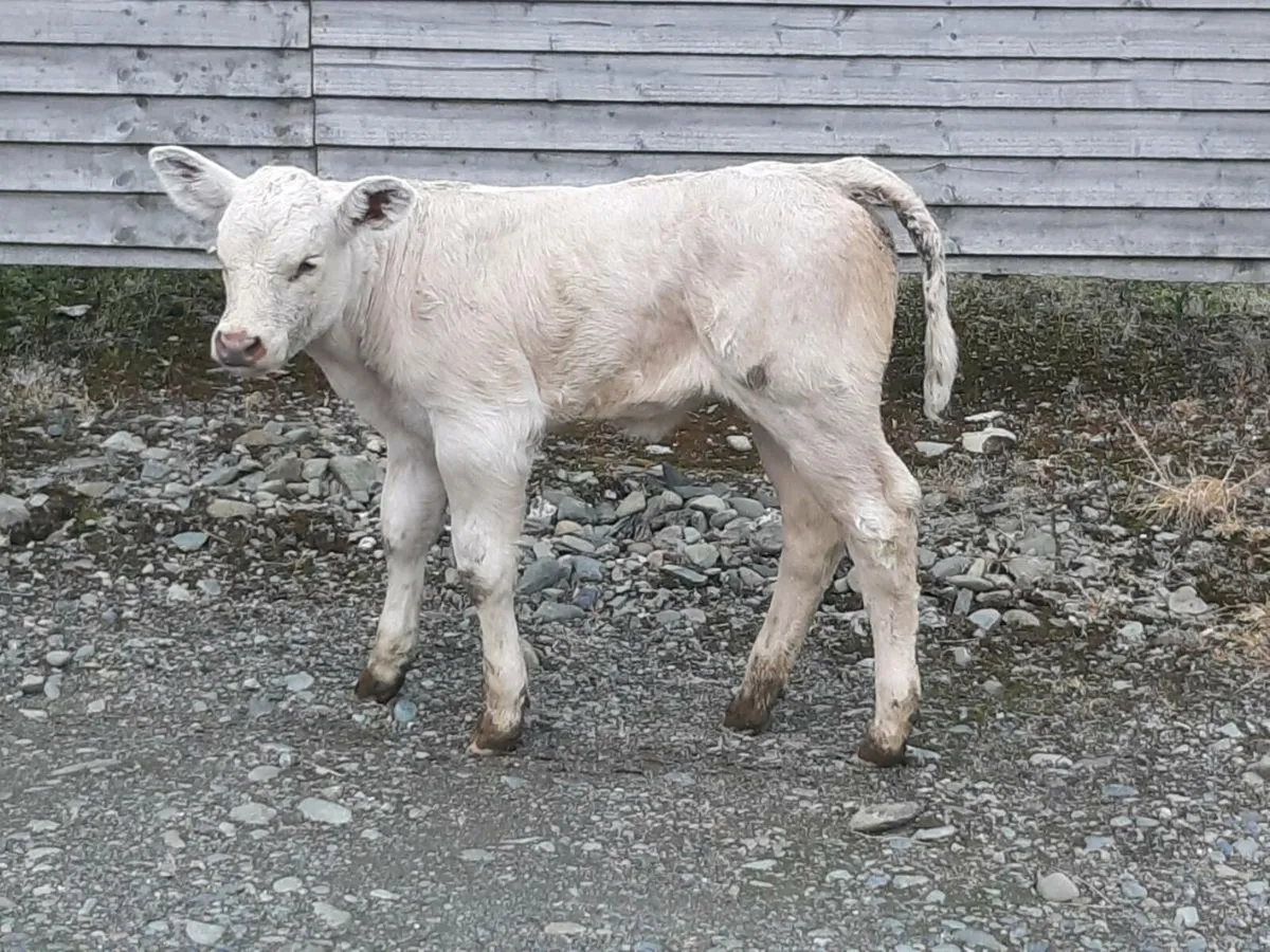 SUPER U GRADE CHAROLAIS HEIFER CALF - Image 1