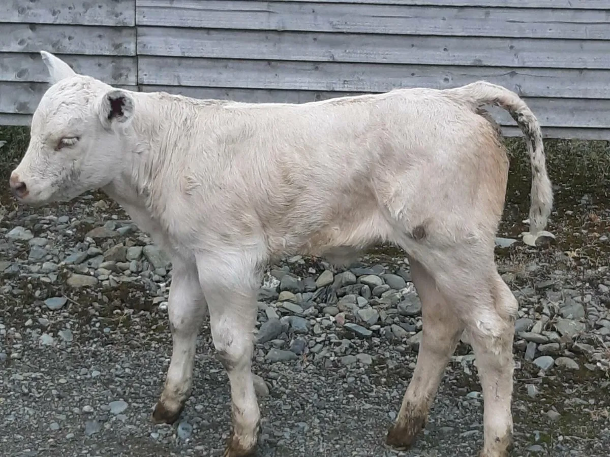 SUPER U GRADE CHAROLAIS HEIFER CALF - Image 3