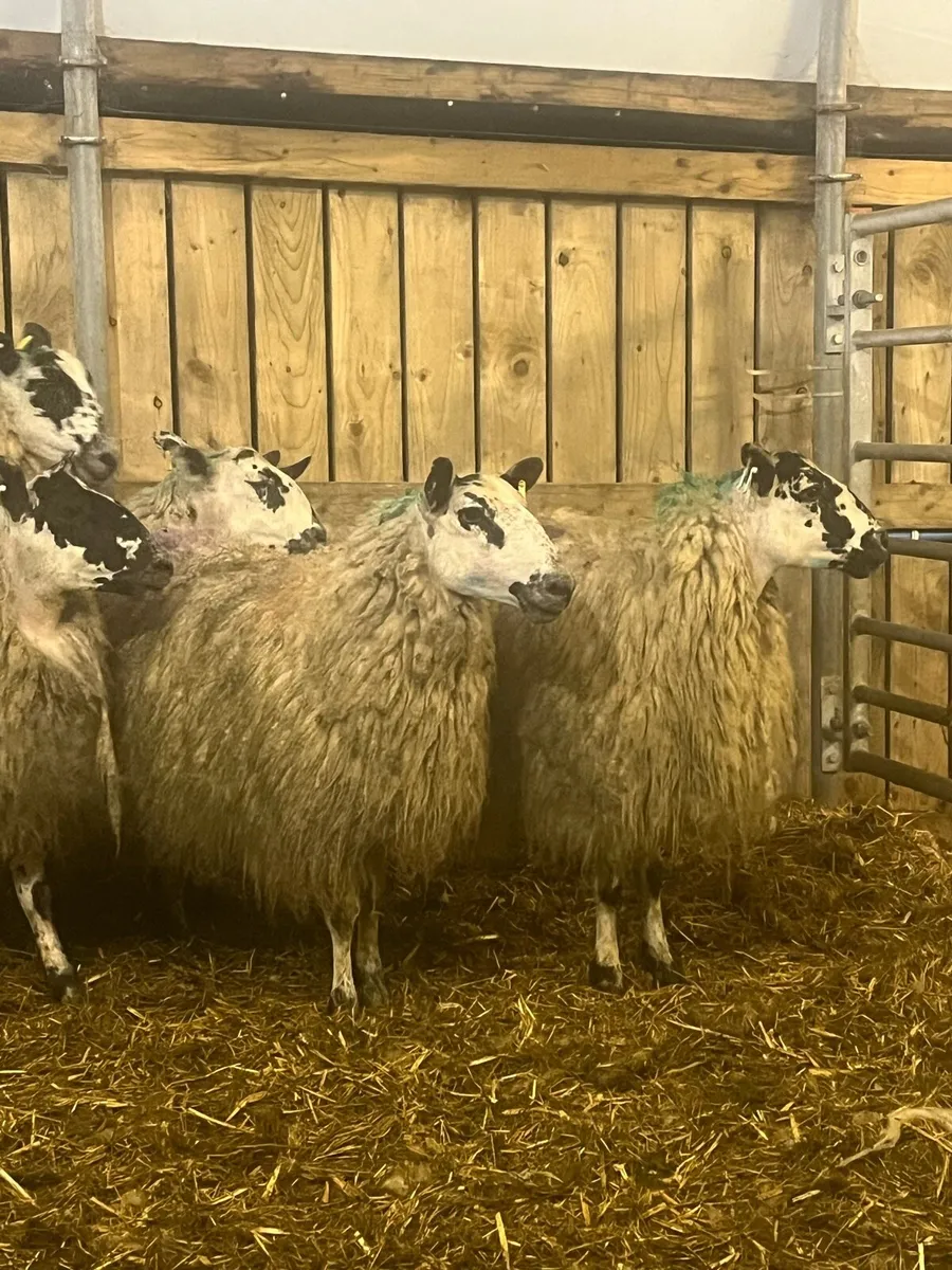 2yo mule ewes - Image 1