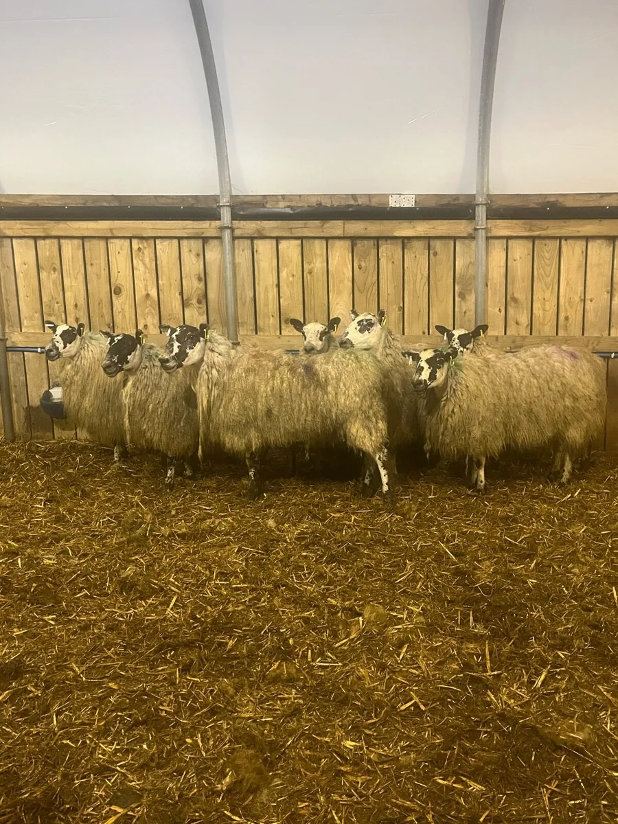 2yo mule ewes - Image 2