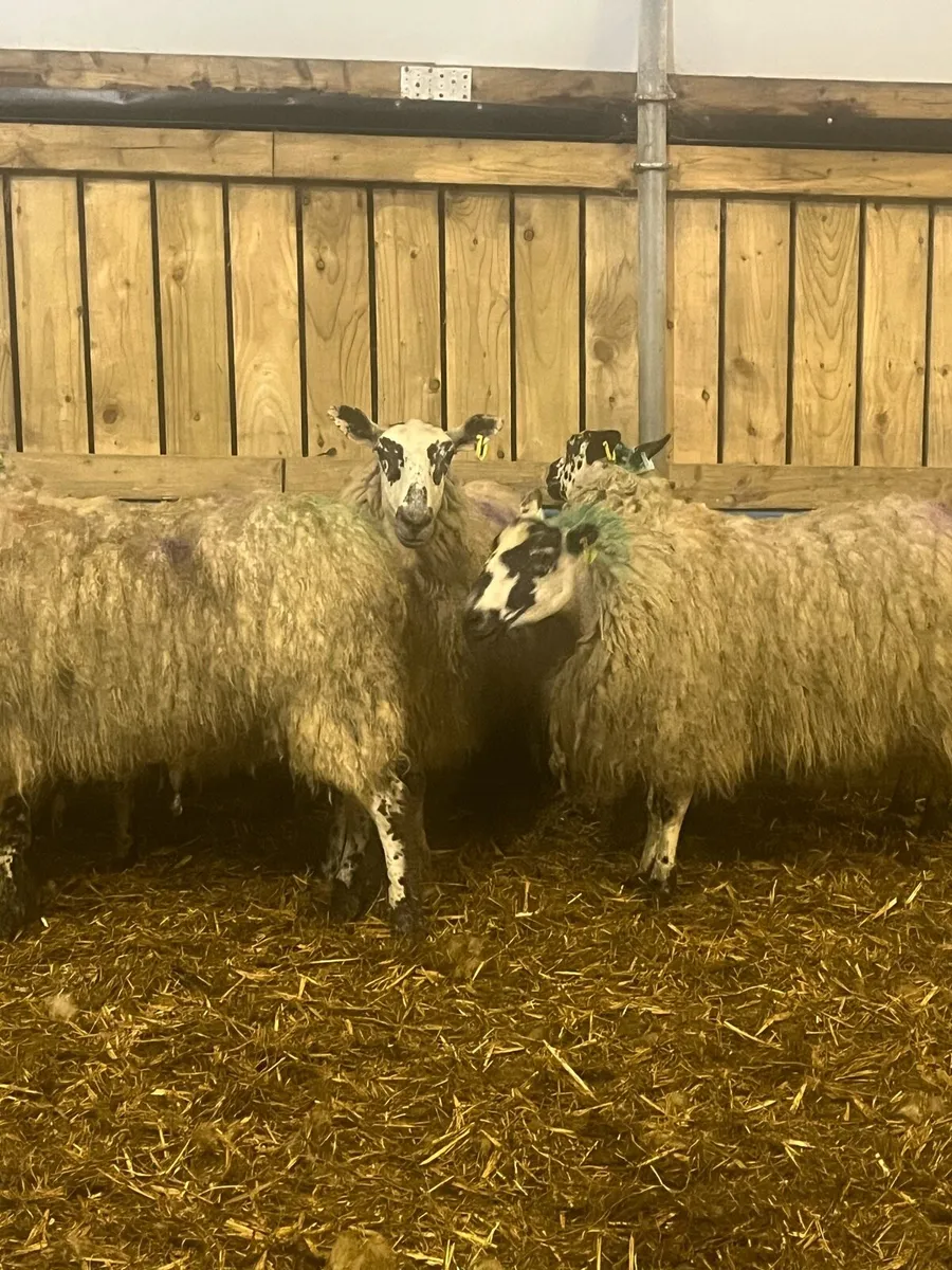 2yo mule ewes - Image 3