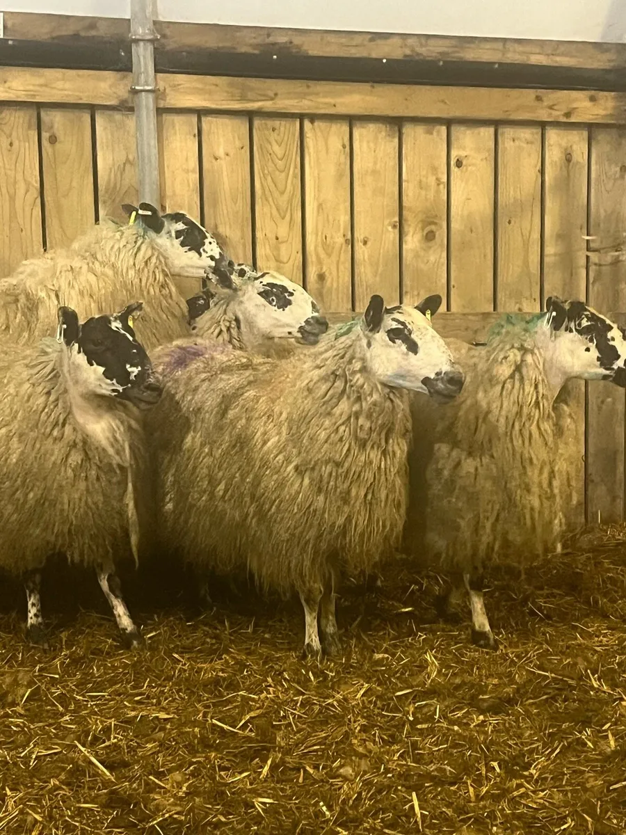 2yo mule ewes - Image 4