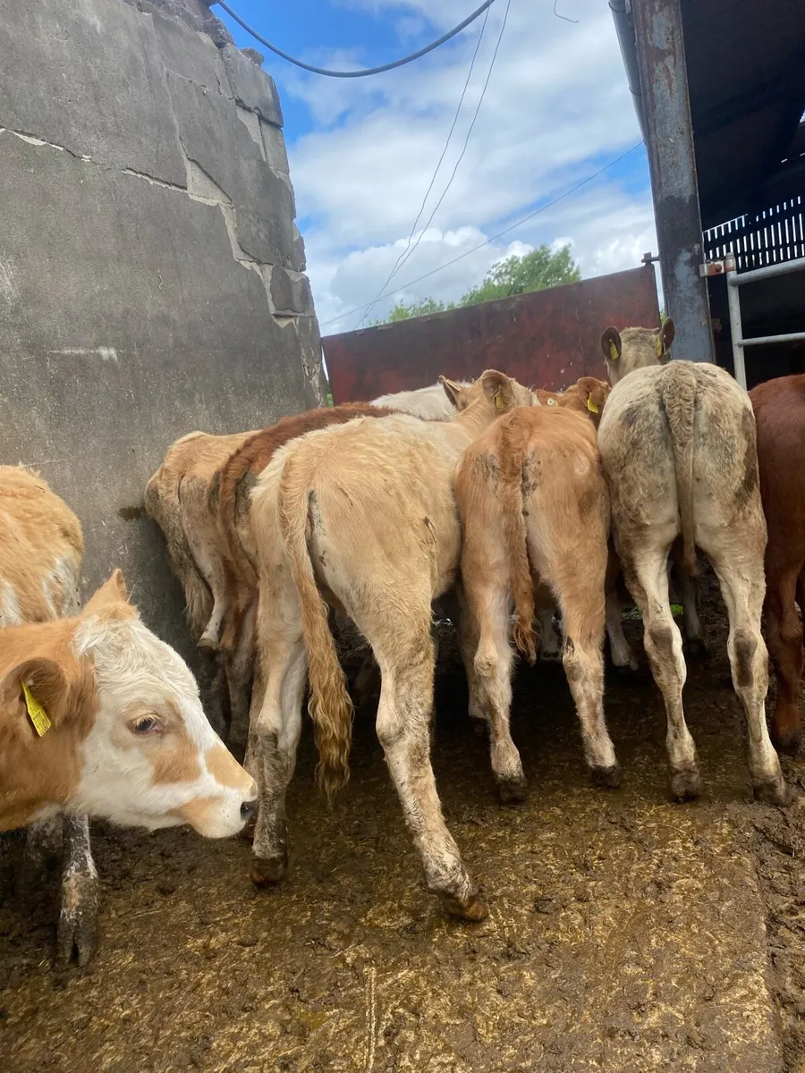 8 super charlaois and limousine heifer weanlings - Image 2