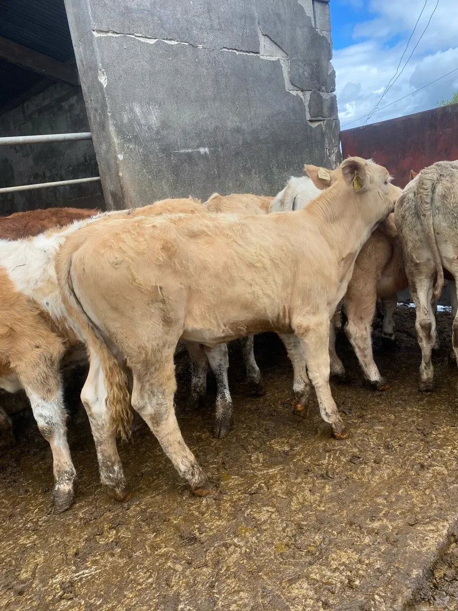 8 super charlaois and limousine heifer weanlings - Image 1