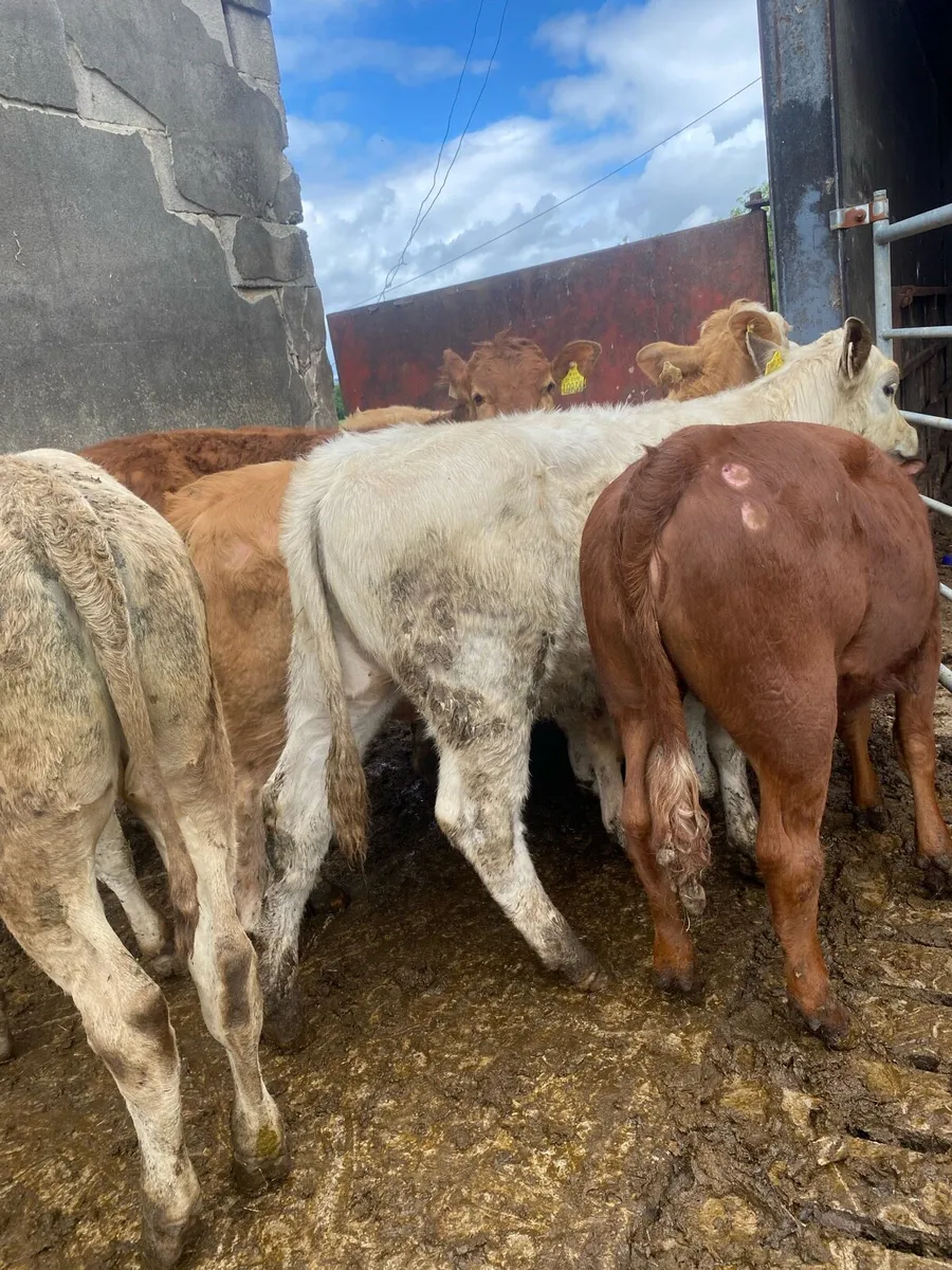 8 super charlaois and limousine heifer weanlings - Image 3
