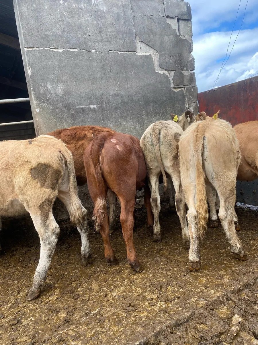 8 super charlaois and limousine heifer weanlings - Image 4