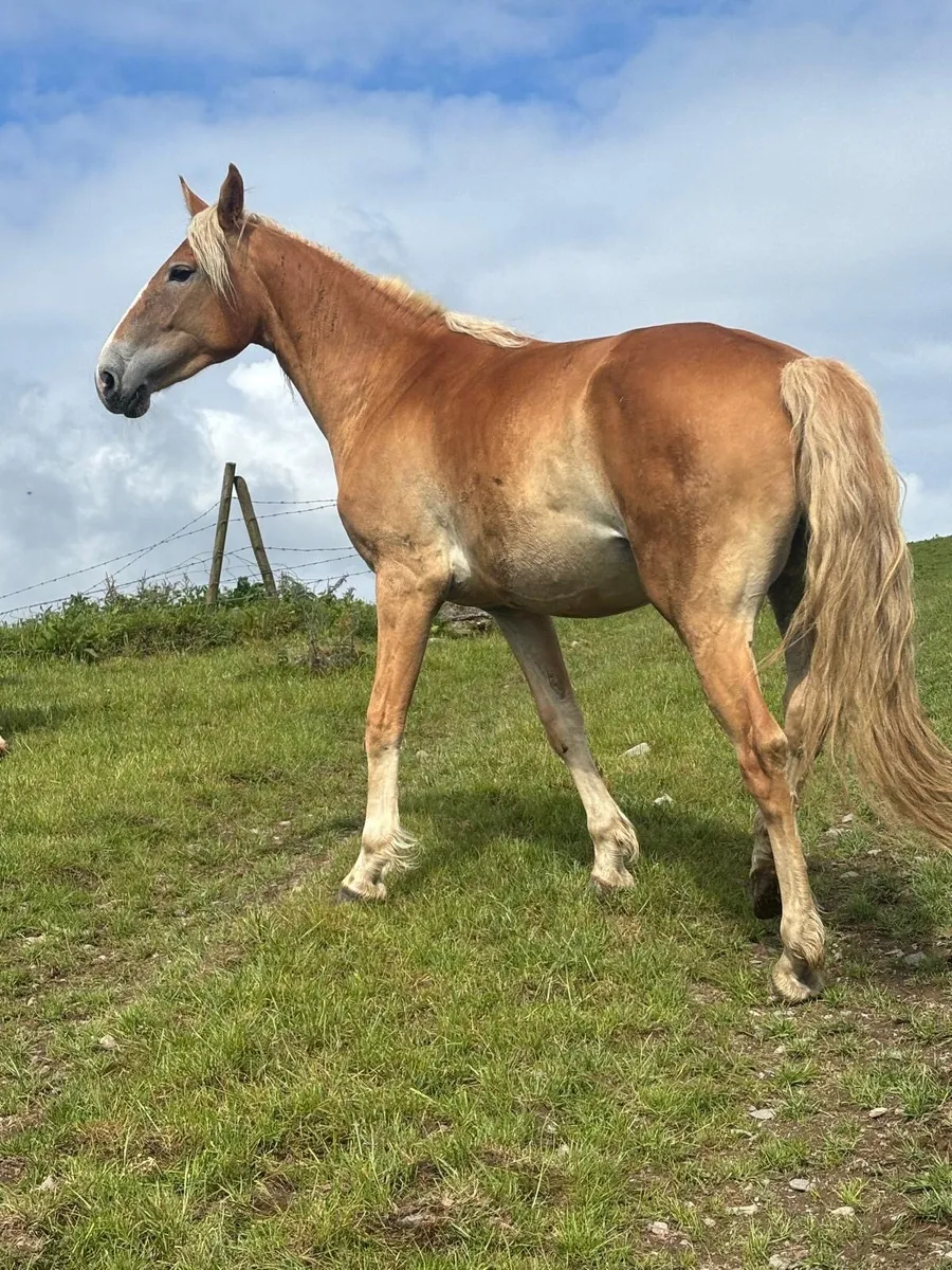 3 Year Old Palomino Filly - Image 1