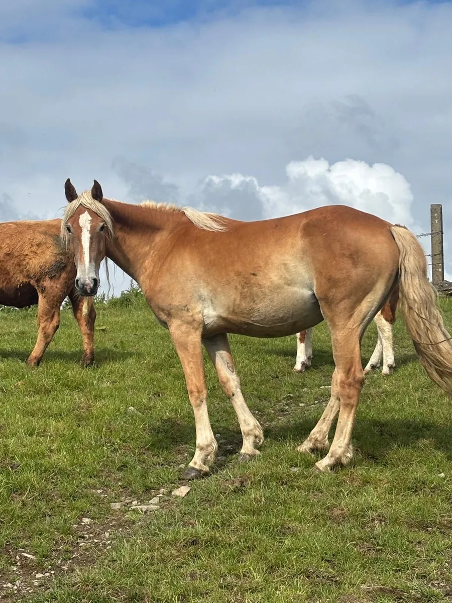 3 Year Old Palomino Filly - Image 2