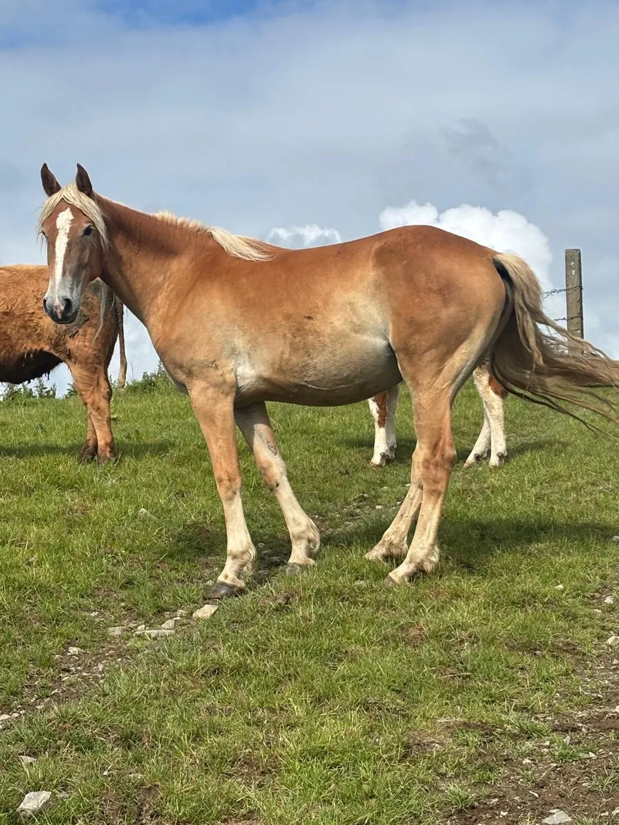 3 Year Old Palomino Filly - Image 3