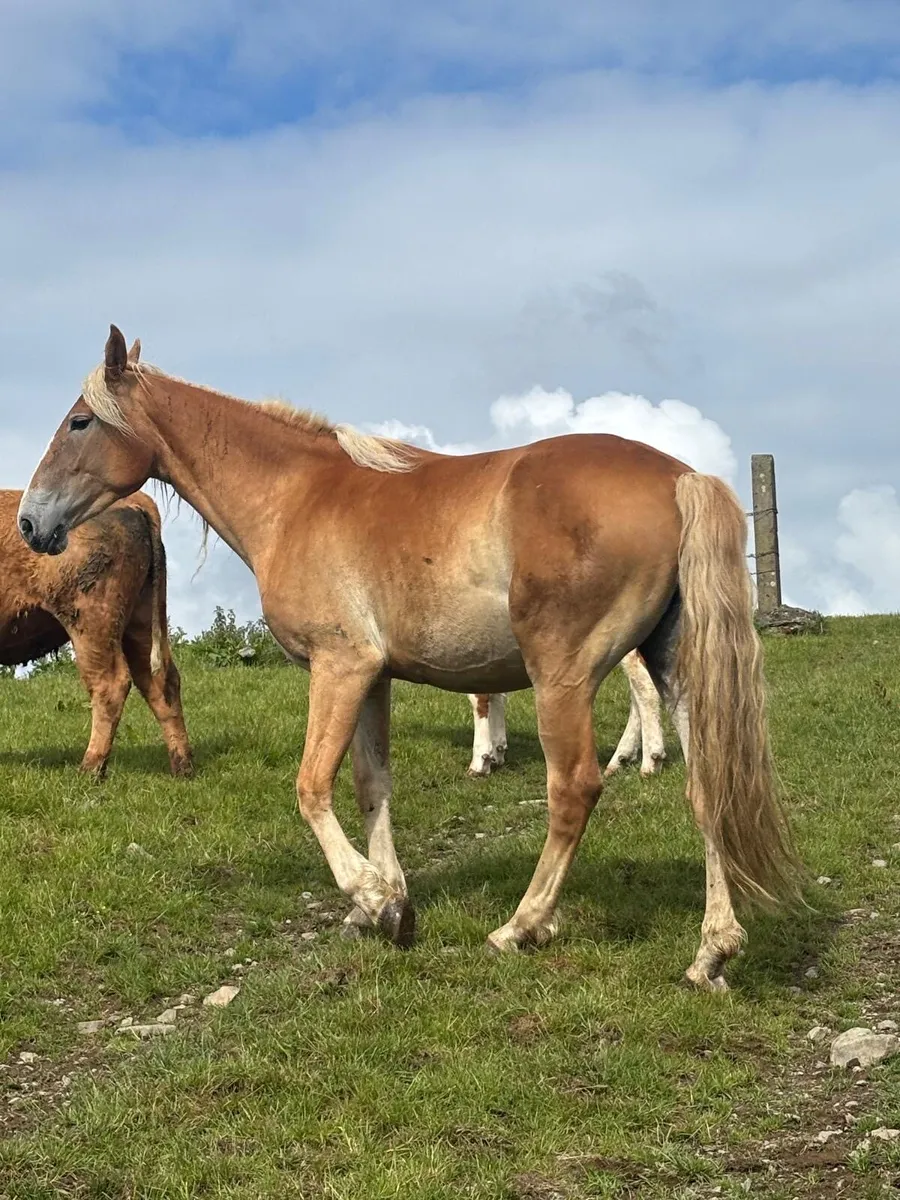3 Year Old Palomino Filly - Image 4