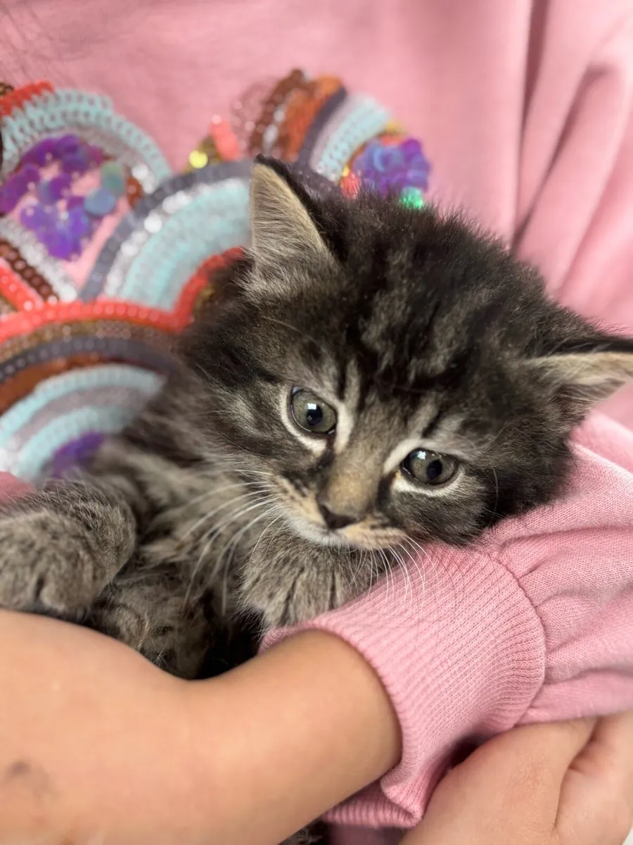 Beautiful fluffy kittens - Image 1