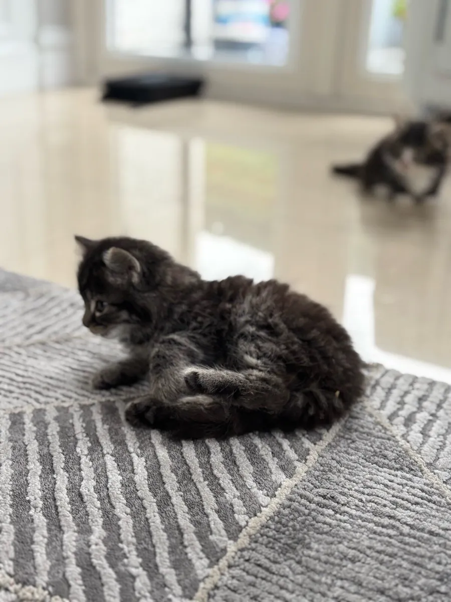Beautiful fluffy kittens - Image 2