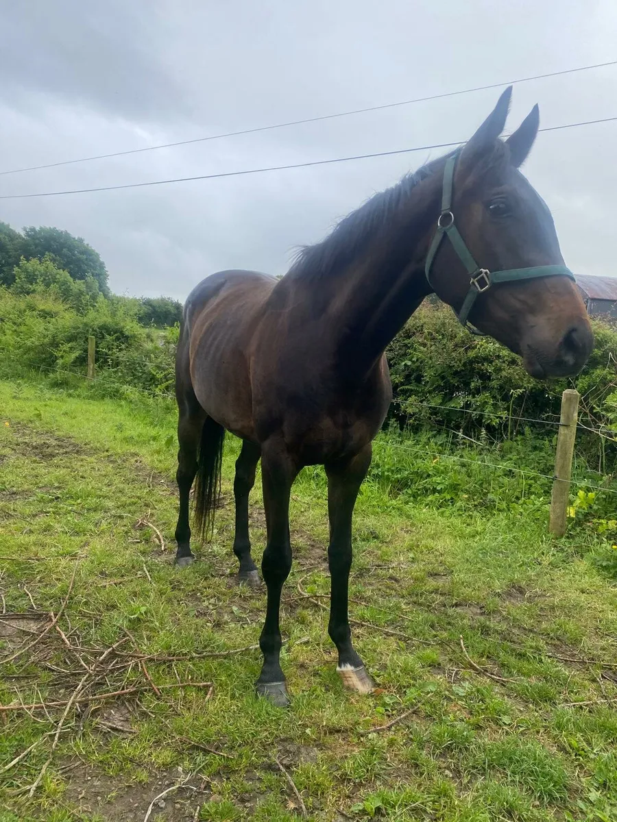 GELDING - Image 1
