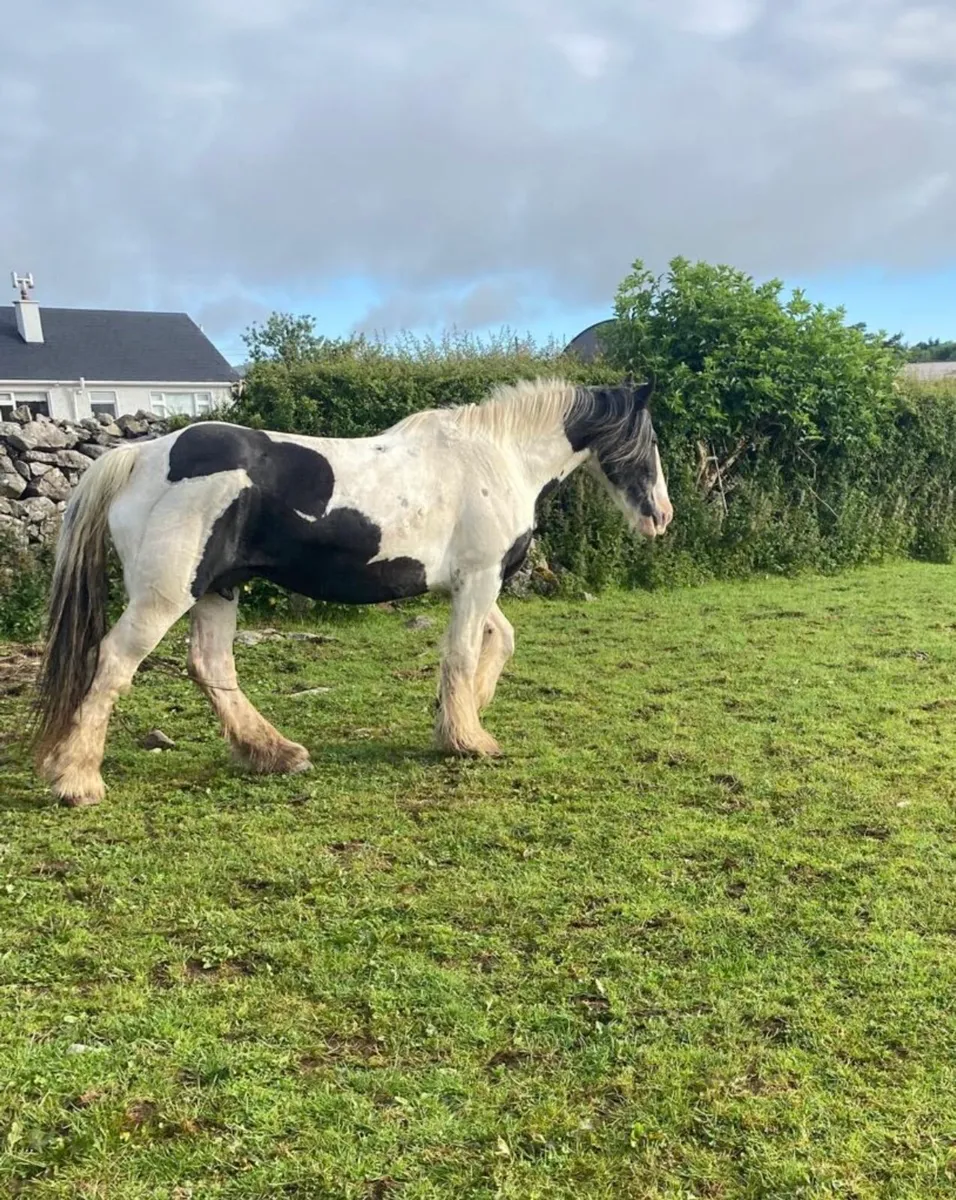 Foster Mother Mare for Sale - Image 2