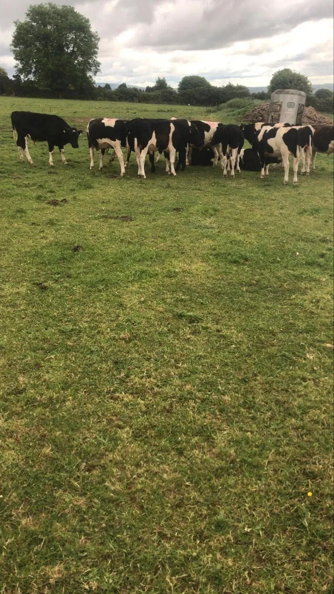 Cattle - Image 1