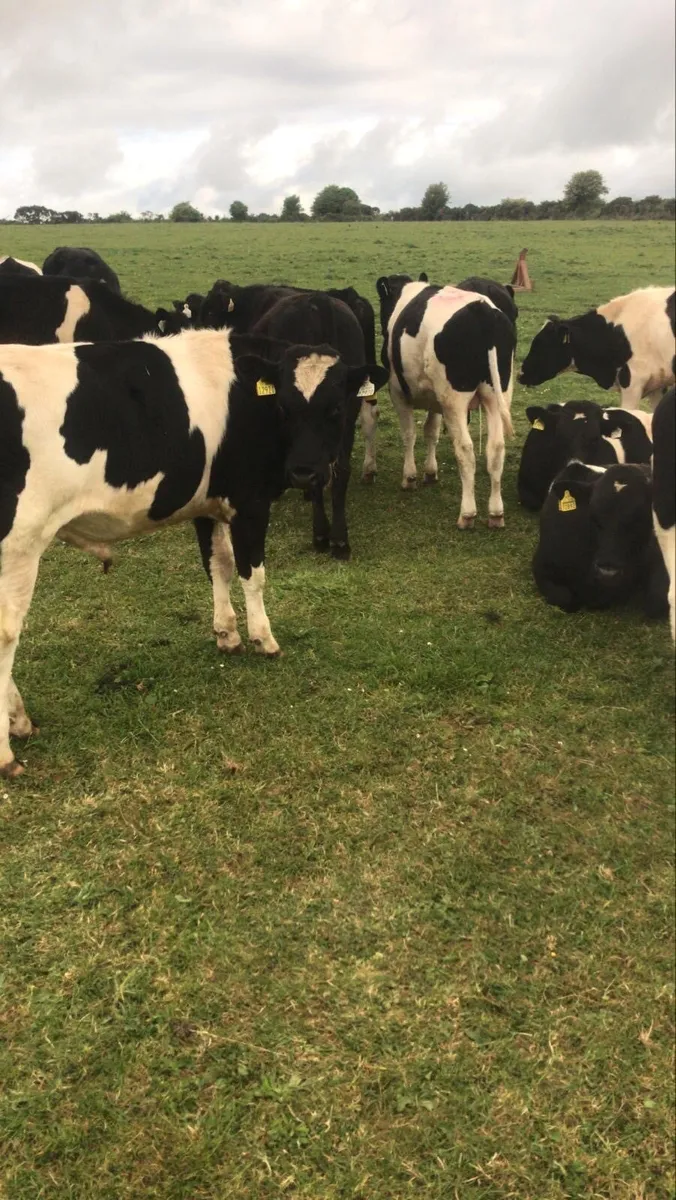 Cattle - Image 2