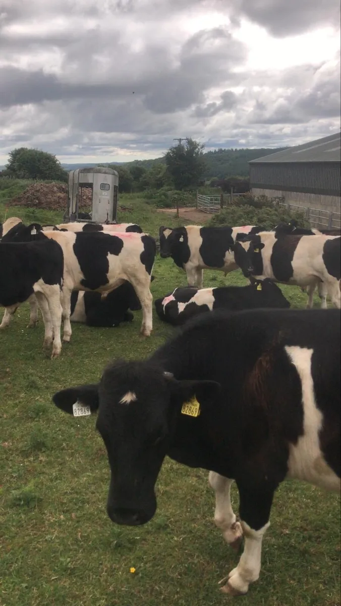 Cattle - Image 3