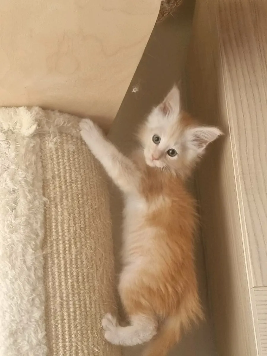 Beautiful Maine Coon kittens for sale 😍 - Image 1